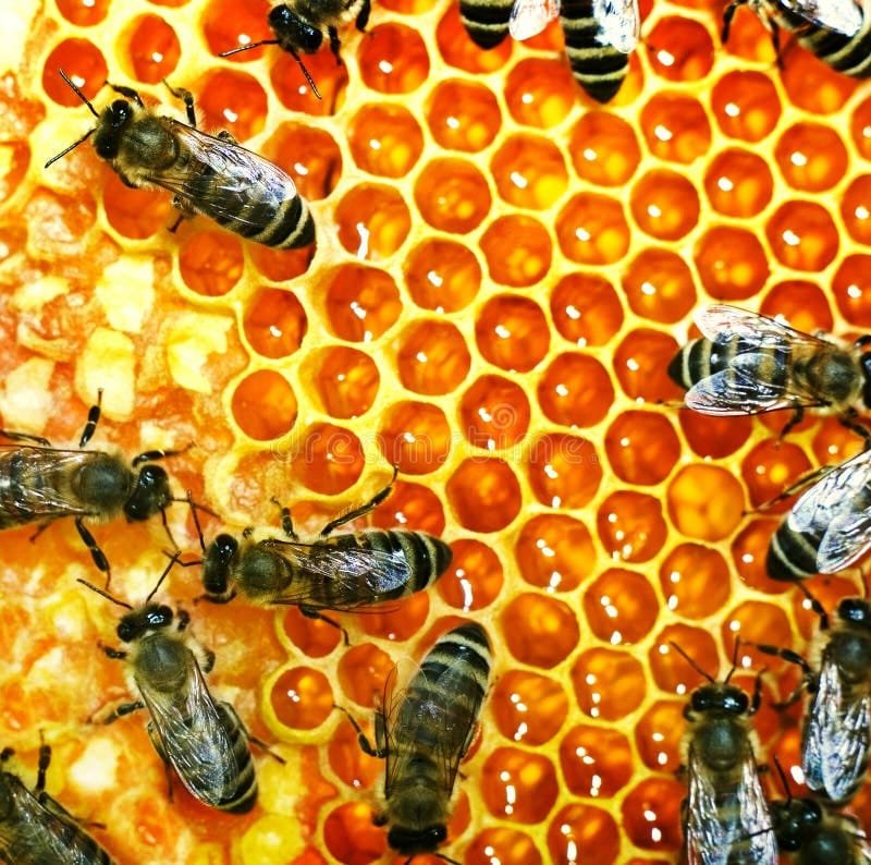 Abejas y avispas — riesgos y ecología